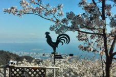 六甲山荘の桜,神戸,設計事務所