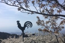 六甲山荘の桜,神戸,設計事務所