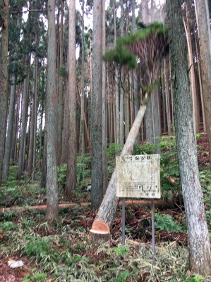 六甲山の木の活用,神戸,設計事務所