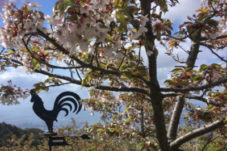 六甲山荘の桜